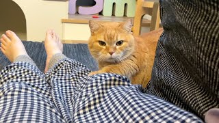 ママが横になるとすかさずベッドにしてくる猫が可愛い！