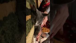 #cat #awww #shortvideos #viral #awwcute #shorts