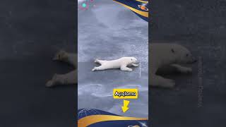 #funphysics#funnyshorts#physicswallah#physics#shortsfeeds#nature#alaska#whitebear#bear#quantumphysic