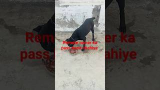 Dog app ko apna mallik manna chahiye