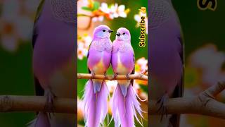 Cutest Birds 🐦 ! #ytshorts #subscribe #shortsviral #viralshorts #shorts #viralvlog #support #nature