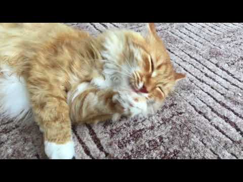 Pusa licking herself 2
