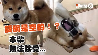 柴犬看到飯碗空了超傻眼　下秒「抱頭懺悔」在地上翻滾｜寵物｜動物｜狗狗｜精選影片