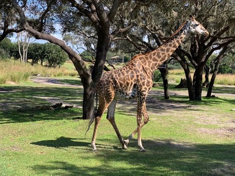 Kilimanjaro Safaris - HD - Disney World Animal Kingdom
