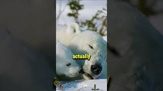 Polar Bear Actual Skin Colour