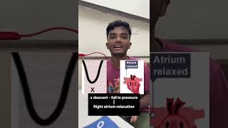 Jugular Venous Pressure (JVP) and its Waveforms #physiology #medical #anatomy #mbbsindia #mbbs #med