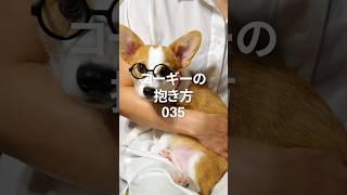035 コーギー子犬の抱っこ方法 #コーギー #コーギー犬 #corgi #抱っこ