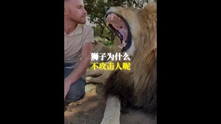 獅子為什麼不攻擊人？ #動物世界 #動物科普