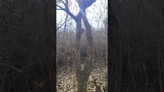 Random Vid #nature #growtree #summer #dryseason #arijitsingh #newsong #saphire