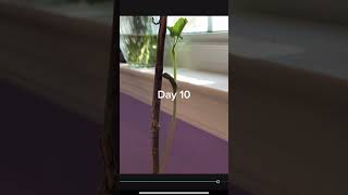 Day 10! Day 11 tomorrow! #been #growth #lifecycle #garden #leaves #soil #plantgrowth #10 #day10 #day