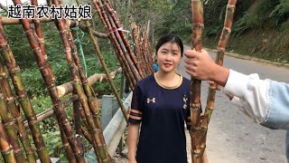 在越南山區路邊擺地攤賣甘蔗的姑娘很好客，她都不想讓我們回去 ｜Em Bán Mía Bên Đường Quê Rất Duyên