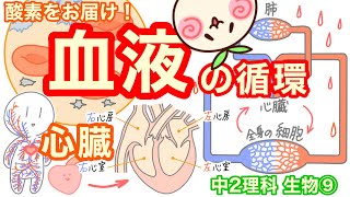 [Junior High School 2nd Year Science b09] Blood components and circulation [Circulating from the ...