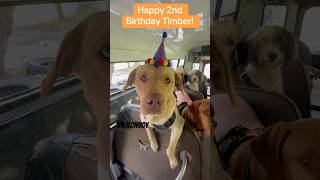 Happy 2nd Birthday Timber! 🧡🐾 #dogbirthdayparty #dogbirthday #birthday #dogpack #dogs