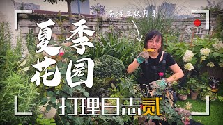 VLOG007夏季花園打理日誌貳｜修剪月季~ 阿福來搗亂！｜修剪｜灌木球｜種花｜大麗花｜園藝設計｜陽臺菜園｜花園｜日常Vlog