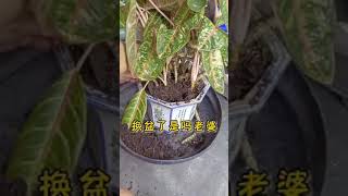 你的生活Merdeka 了吗？有自主权吗？有自由吗？欢迎关注我的黄老师！黄老师教你如何通过Amway 实现独立自由，自由自在的生活！实现我要赚大钱的梦想！
