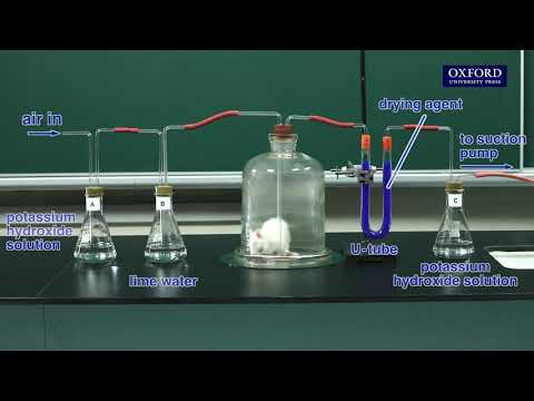 Practical 21.6 Investigation of the rate of respiration in a living mouse