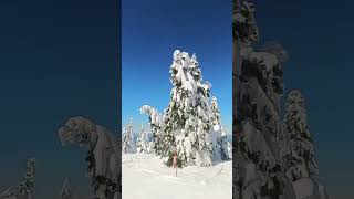 Skiing down Zao amongst the Juhyo (snow monsters)