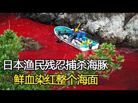 日本漁民殘忍捕殺海豚，鮮血染紅整個海面，記者冒死拍下全程！