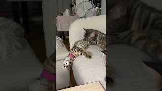 The funniest kitten in the world#cat  #catlover #funny  #foryou #fypage #fypツ #funnycat  #cats