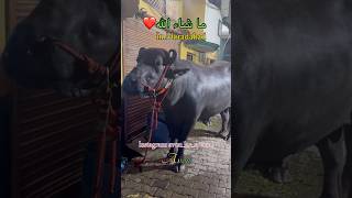 Moradabad Huge Bull for Qurbani 2025❤️. #trending #viral #moradabad  #bull #2025 #qurbani #beautiful