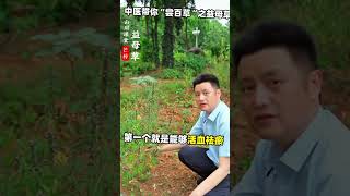 中醫帶你採草藥#中醫傳承#女性健康#益母草#中草藥