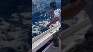 Handline fishing Skipjack tuna