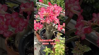 Adenium Plant Super Dork Dok #adenium #plant #sdd #youtubeshorts