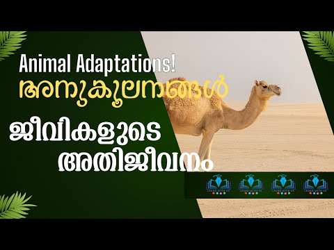 AI VIDEOS | ADAPTATIONS | അനുകൂലനങ്ങൾ | class 4 EVS | ജീവികളും ചുറ്റുപാടും