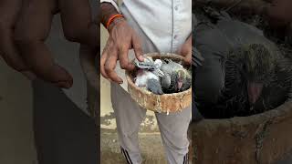 Kabootar king #kabutar #pigeon #pigeons #birds #kabootar #pigeonpose #pigeonlove #kabutarbazi