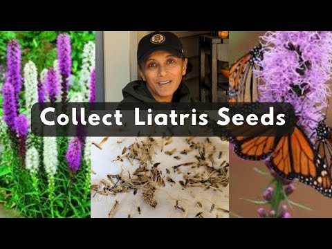 How To Collect Liatris Seeds | Harvest Save Store Blazing Star Seeds