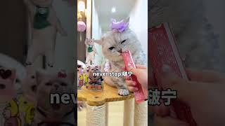 美美桑内 最近谁被这首歌洗脑了#萌宠 #我的咪咪超级可爱 #美美桑内 #沈佳润