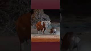 Fight between elephant and rhino#elephantattack #rhinoceros #attitude #animalclash#dangerous