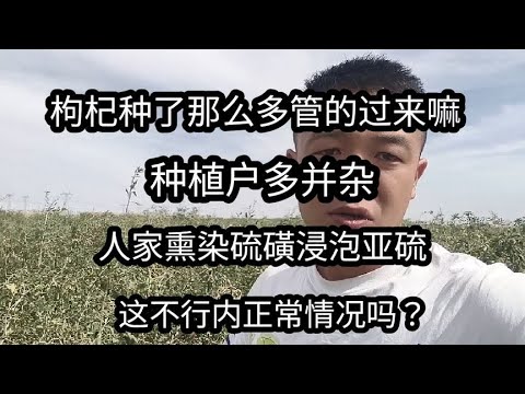 管的过来嘛，都是天黑偷偷熏蒸，枸杞种植户那么多，谁能保证不熏