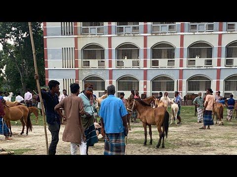 তুলসীপুর ঘোড়ার হাট থেকে আমি এখন লাইভে আছি