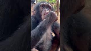 Lazer, the beautiful chimpanzee at Tacugama.🇸🇱🖤 #chimpanzee #chimpanzees #wildlifeanimals #チンパンジー