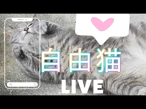 自由奔放　猫ライブ♡＋ヤバ可愛い猫動画＃猫動画＃自由奔放＃スピちゅーる