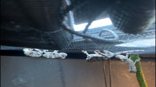 15 baby chameleons #4kvideo