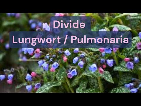 How To Divide A Lungwort Pulmonaria Plant