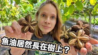 [ENG SUB] Superfood of Incas - Sacha Inchi Fruit