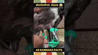 Cow Milk Removing Machine Fact | #kannada #facts #karnataka #amazing #youtubeshorts #trendingshorts