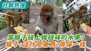當猴子碰上榴槤的水果？猴子：這什麼東西　像屎一樣
