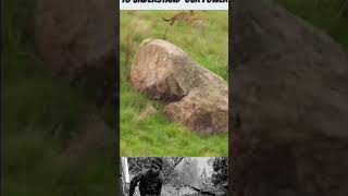 Motivation video #reels #shorts #animal #funny #funnymoment #viral