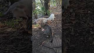 野良猫救助♯保護♯Stray cat rescue #protection
