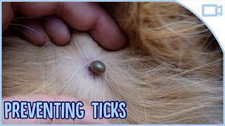 How to Prevent Ticks in Dogs!