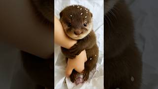How Baby Otters Grow:Cute,Clumsy,and Chaotic #animals #otter #cute