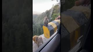 Murree, Pakistan #shorts