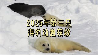 2025年第三只海豹幼崽获救#英国#英国生活#海豹#幼崽#获救#慈善机构#呼吁援助#动物