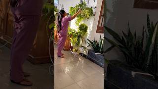 #gardening #plants #motivation #morning #shortvideo #garden #trending #ytshorts #indoorplants