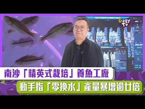 【短片】【產業升級】南沙「精英式栽培」養魚工廠 動手指「零換水」產量暴增逾廿倍