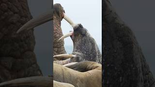 Inside the Arctic: Giant Walrus